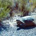 Nevada Desert Tortoise